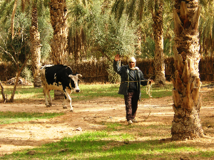 توزر فلاحة